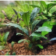 1x Bucephalandra Brownie Red - $10 flat ship for all plants wanted