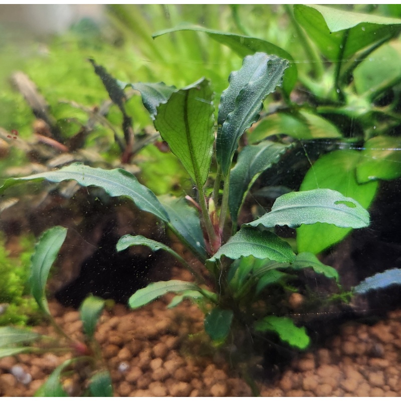 1x Bucephalandra Brownie Red - $10 flat ship for all plants wanted