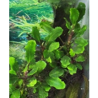 1x Bucephalandra Catherinae mini- $10 flat ship for all plants wanted