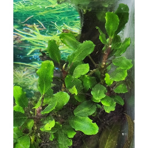 1x Bucephalandra Catherinae mini- $10 flat ship for all plants wanted