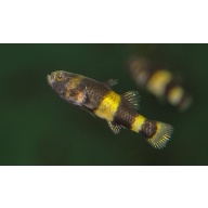6 bumble bee goby