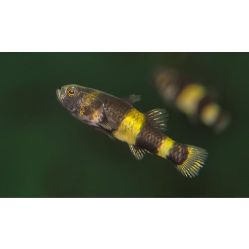 6 bumble bee goby