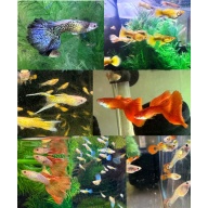 Special Mixed Variety Guppy Group of 20 or More Adults