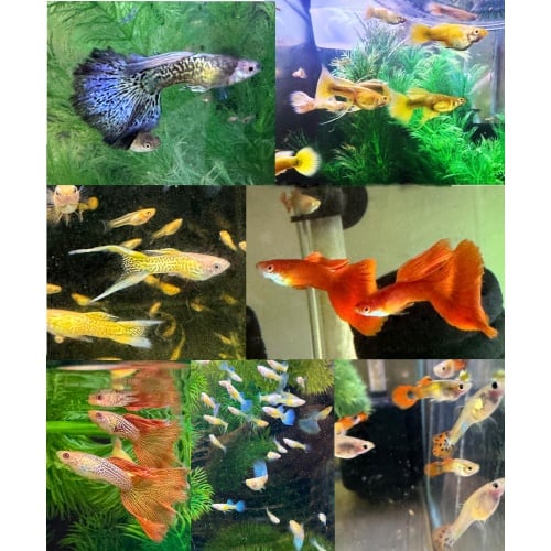 Special Mixed Variety Guppy Group of 20 or More Adults