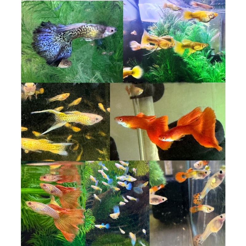 Special Mixed Variety Guppy Group of 20 or More Adults