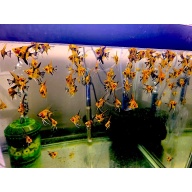 6+1 FREE! HIGH COVERAGE QUALITY KOI ANGELFISH, NICKEL+ SIZE!