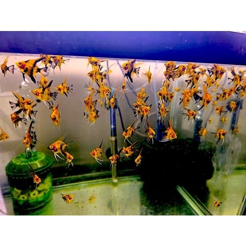 6+1 FREE! HIGH COVERAGE QUALITY KOI ANGELFISH, NICKEL+ SIZE!