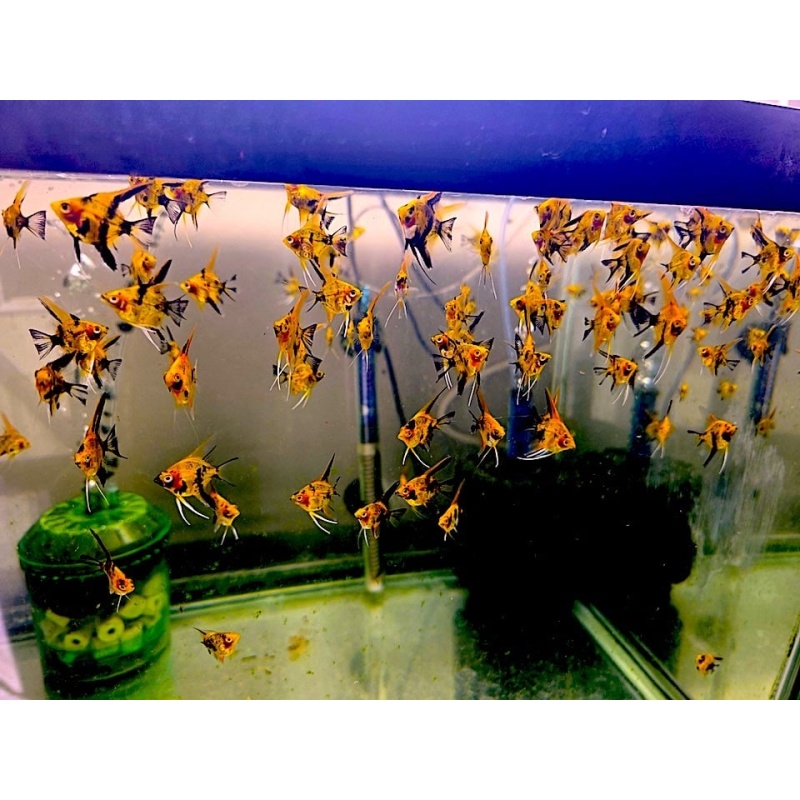 6+1 FREE! HIGH COVERAGE QUALITY KOI ANGELFISH, NICKEL+ SIZE!
