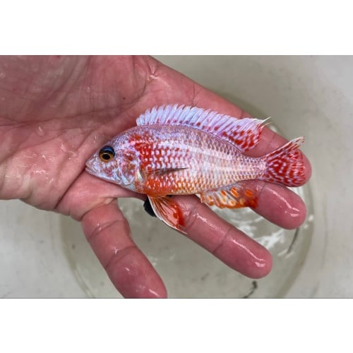 4-4.5" Platinum Blood Dragon (Fish As Pictured)
