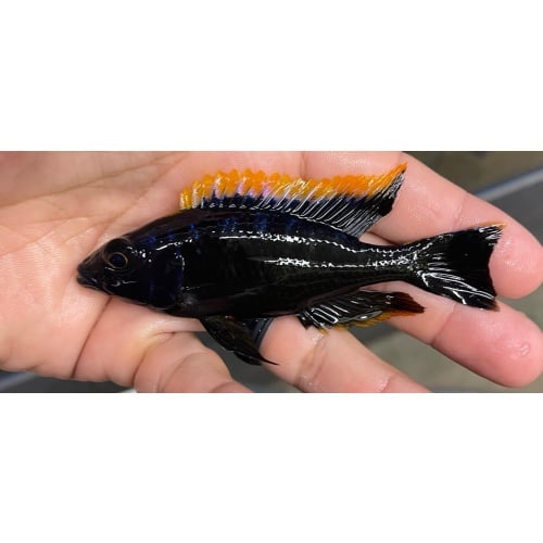4"+ BOD - Black Orange Dorsal (Fish As Pictured)