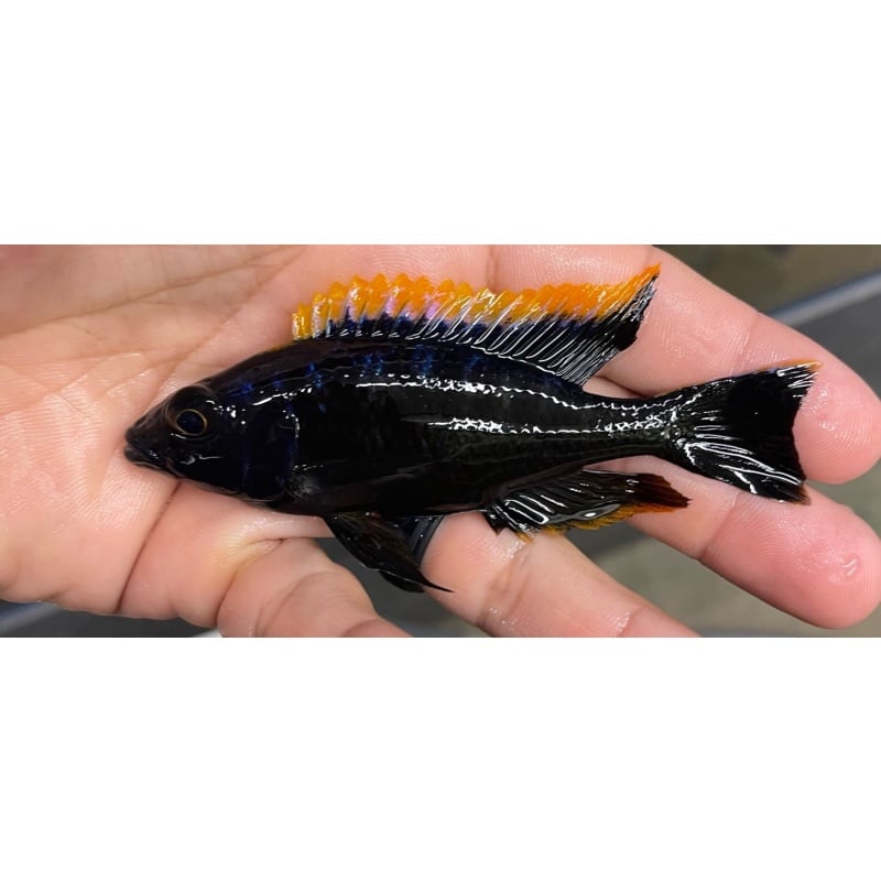 4"+ BOD - Black Orange Dorsal (Fish As Pictured)