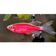 LONGFIN STARFIRE RED GLO DANIO'S, 3 BREEDER PAIRS!