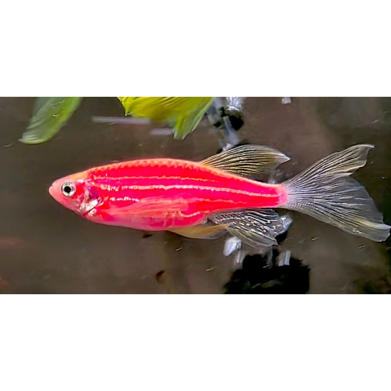 LONGFIN STARFIRE RED GLO DANIO'S, 3 BREEDER PAIRS!