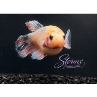 Female Betta