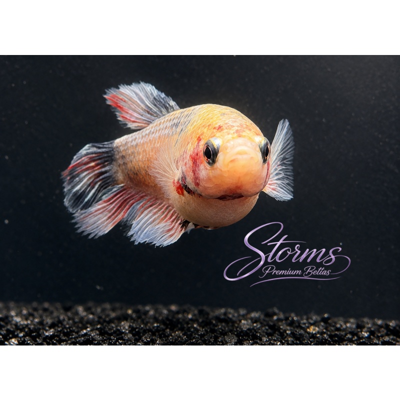 Female Betta