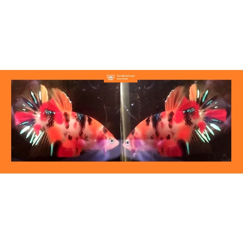 CANDY KOI!! #1 (Shipping Cost Included in Price)