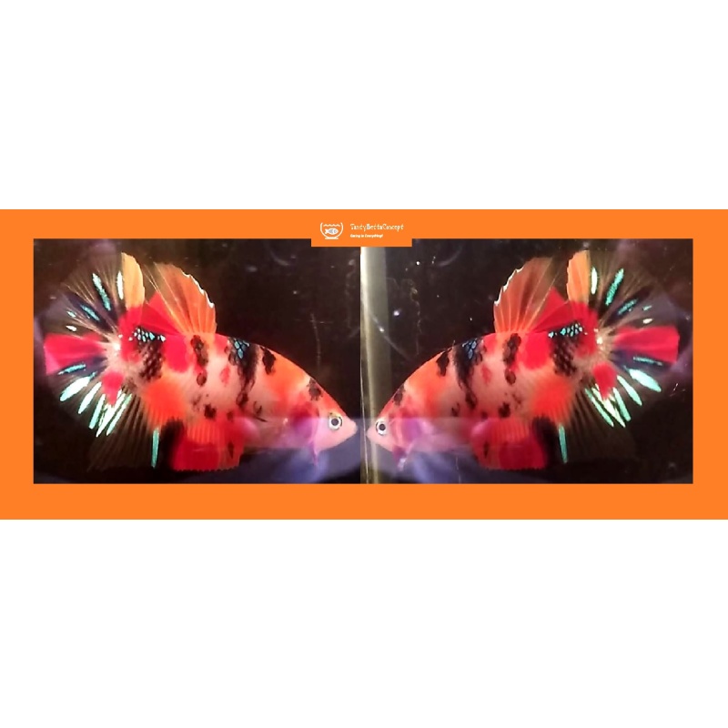 CANDY KOI!! #1 (Shipping Cost Included in Price)