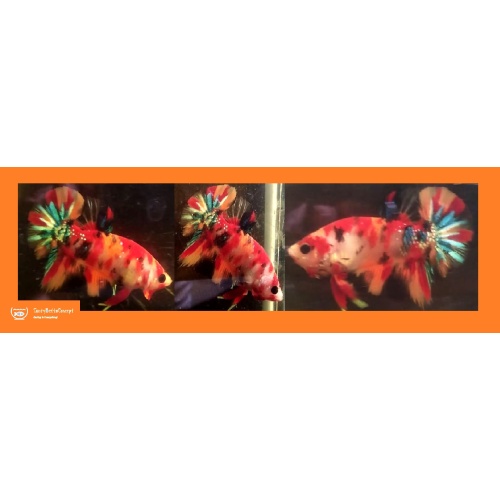 CANDY KOI!! #2 (Shipping Cost Included in Price)