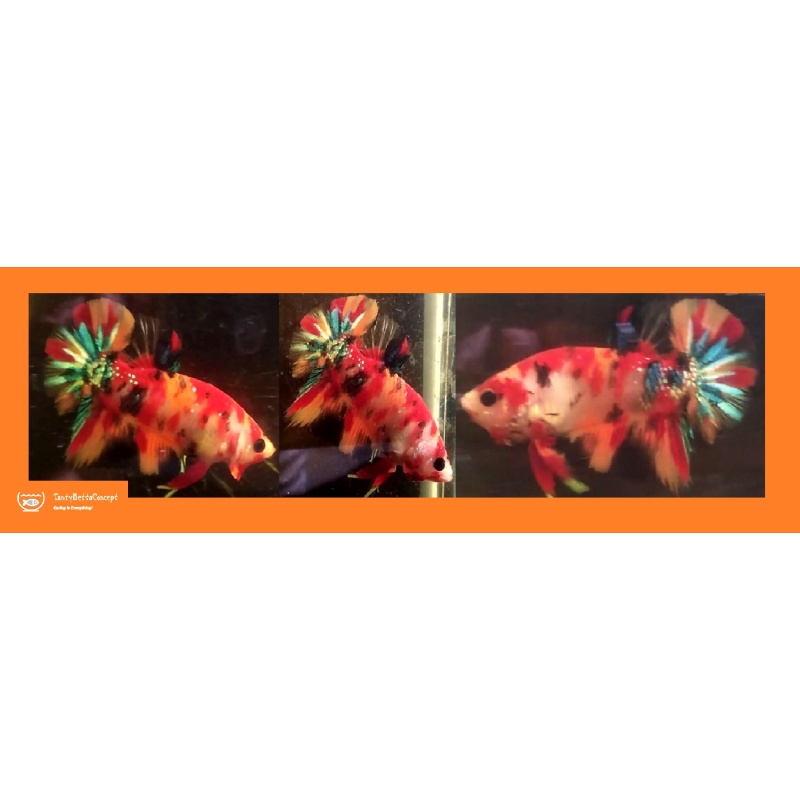 CANDY KOI!! #2 (Shipping Cost Included in Price)