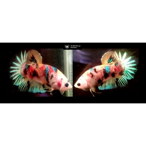 CANDY KOI!! #3 (Shipping Cost Included in Price)