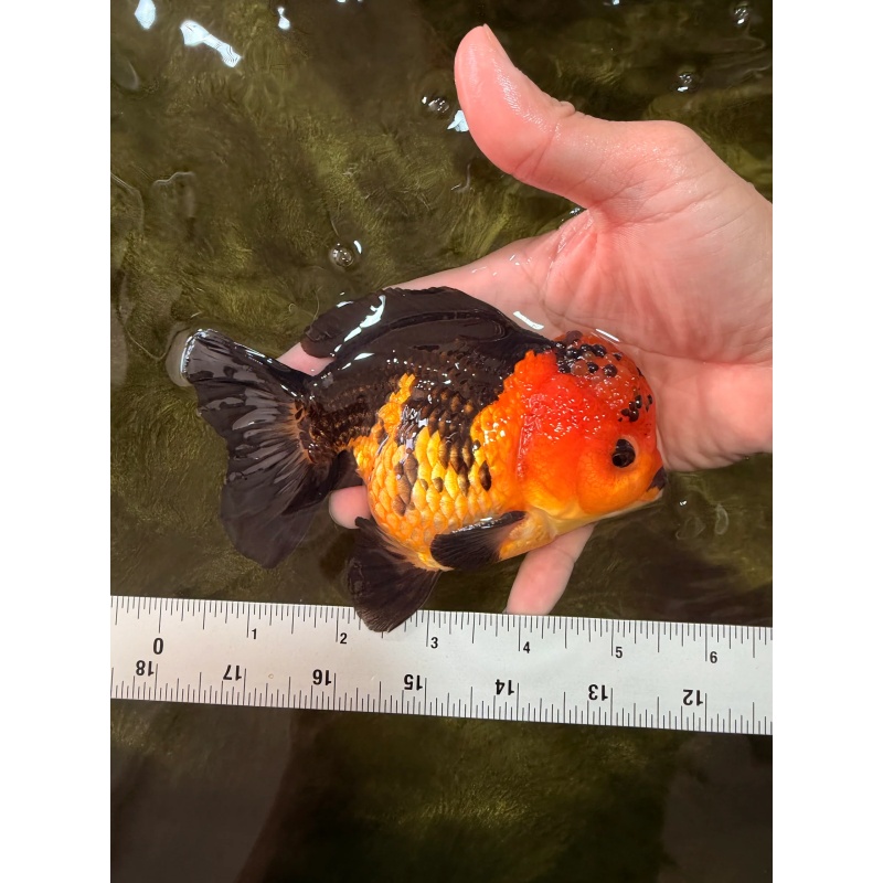 SPECIAL A Grade Apache Yuanbao Male 5-5.5 inches