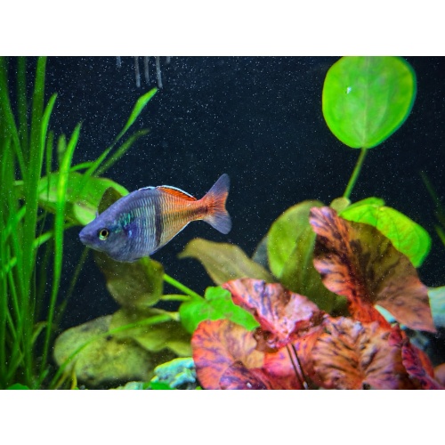 Boesemani Rainbowfish – Rosario La Corte Line 3F/3M $60