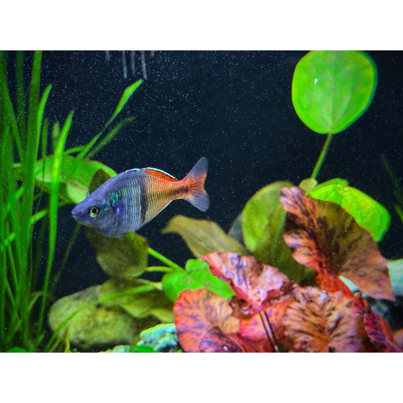 Boesemani Rainbowfish – Rosario La Corte Line 3F/3M $60