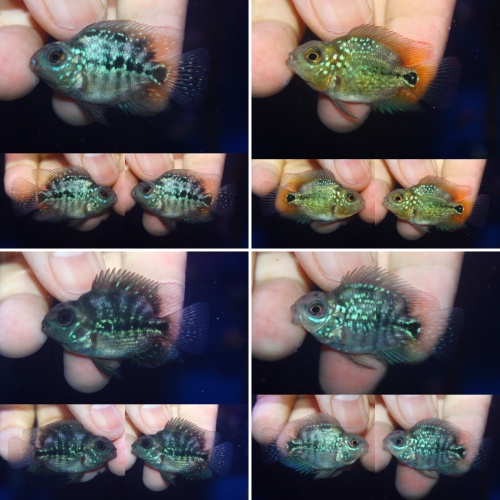 4 pcs Crystal parrot size 1 inch