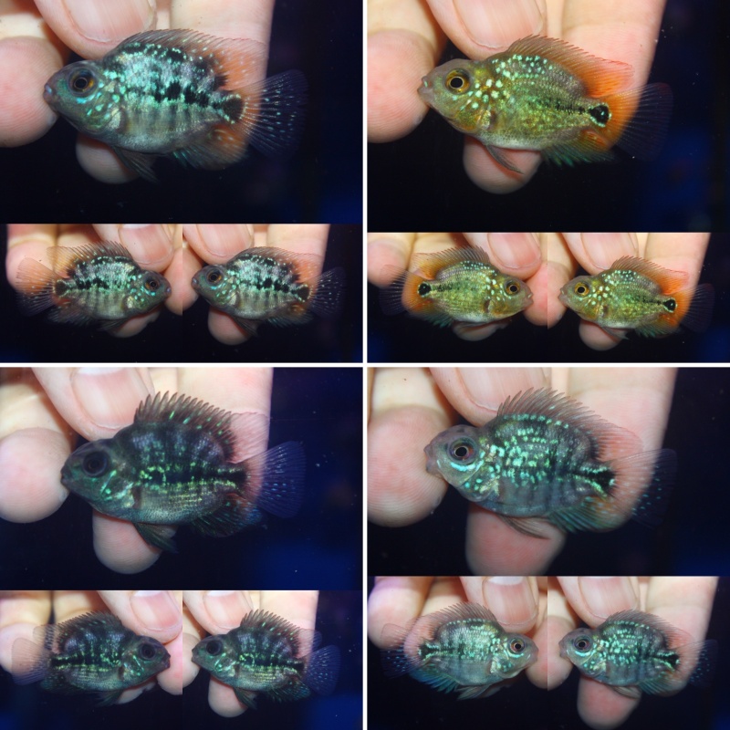 4 pcs Crystal parrot size 1 inch