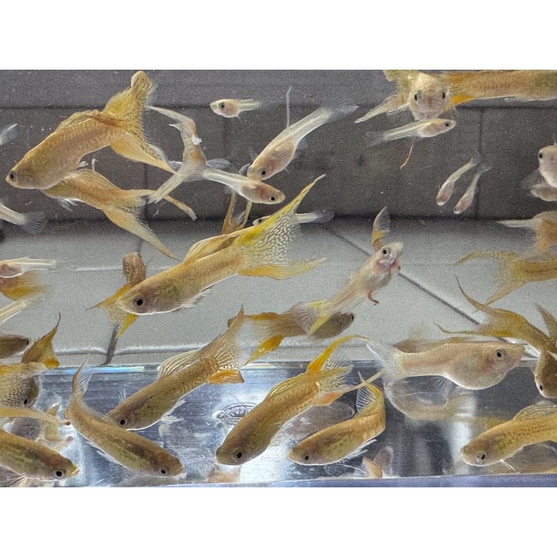 Cobra Gold Lace Double Sword Guppies - Adult Pairs + Extra Male
