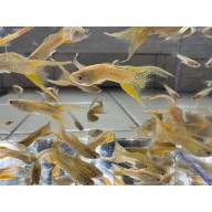 Cobra Gold Lace Double Sword Guppies - Adult Pairs