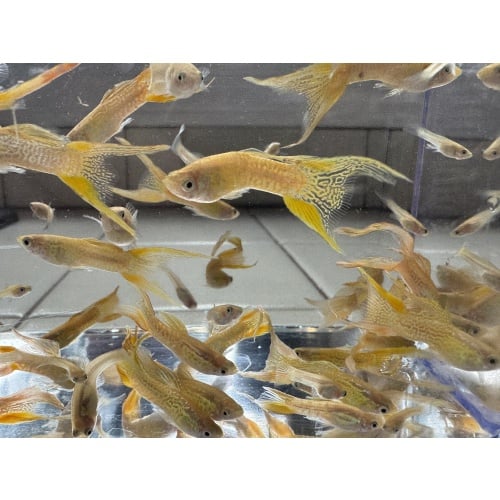 Cobra Gold Lace Double Sword Guppies - Adult Pairs