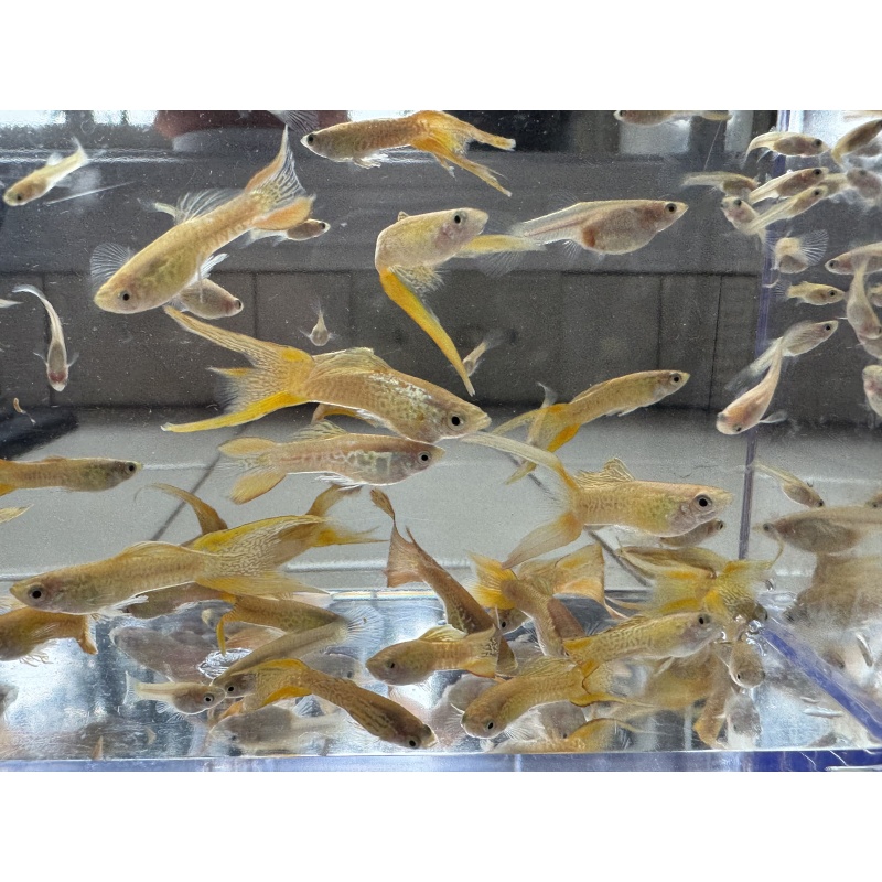 Cobra Gold Lace Double Sword Guppies - Adult Pairs + Extra Male