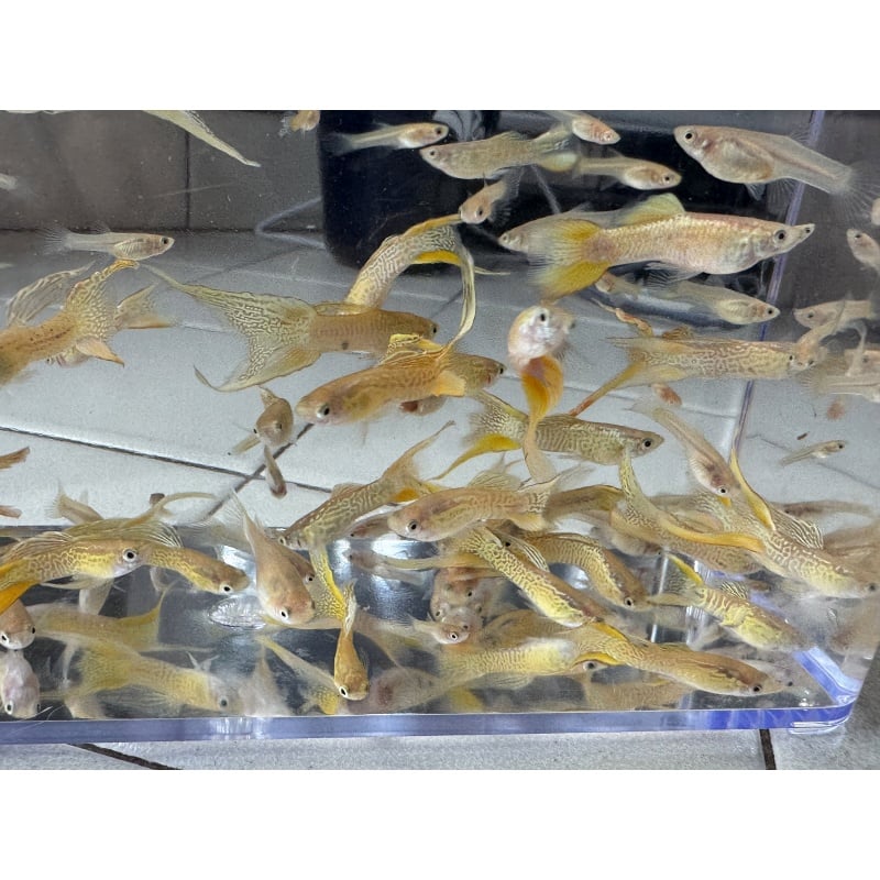 Cobra Gold Lace Double Sword Guppies - Adult Pairs + Extra Male