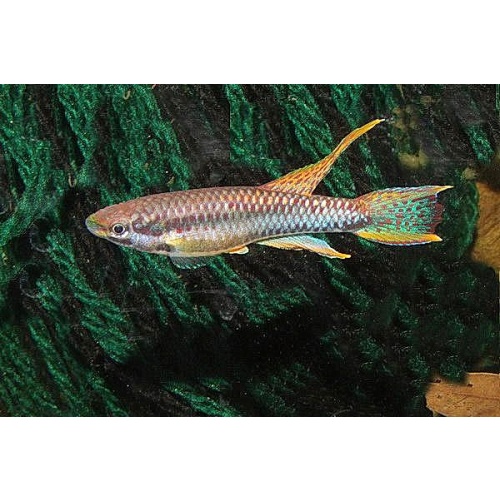 Chromaphyosemion bitaeniatum lagos red