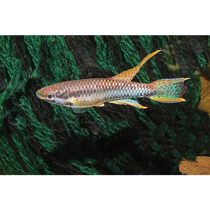 Chromaphyosemion bitaeniatum lagos red