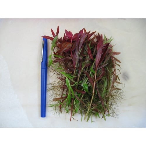 Plant pack 50x Trimmings Only USD $19 Plus Shipping
