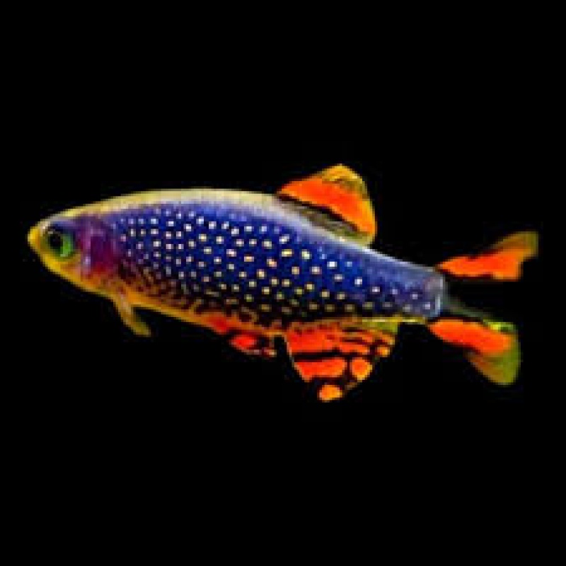 Celestial Pearl Danio