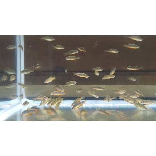 (12) Twelve Celestial Pearl Danios (Danio margaritatus) - Tank Raised