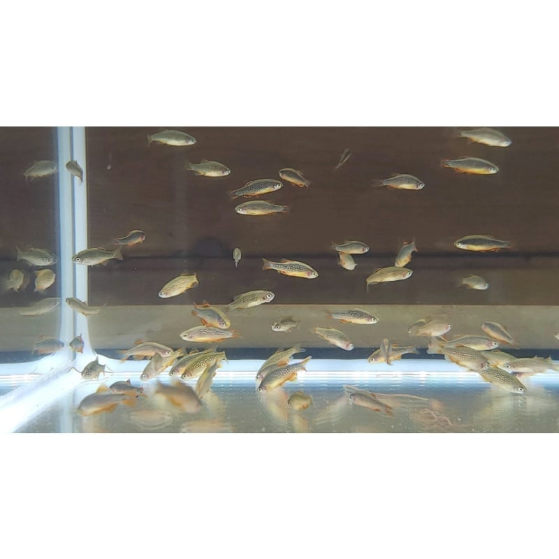 (6) Six Celestial Pearl Danios (Danio margaritatus) - Tank Raised