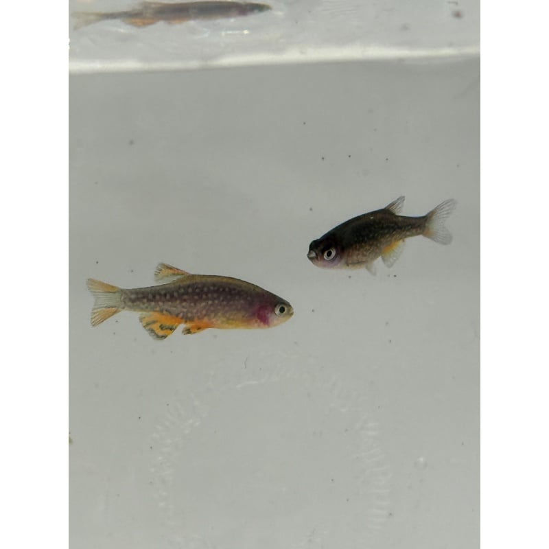 10+1 Celestial Pearl Danio (Galaxy Rasbora) Florida Bred