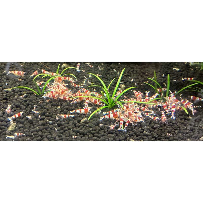 15+ Crystal Red Shrimp (CRS) S-SS grades
