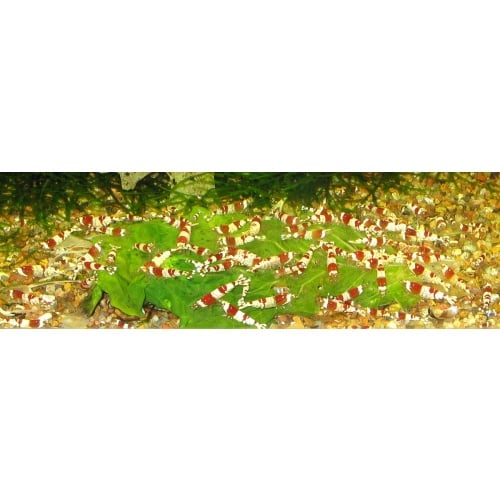 15+ Crystal Red Shrimp (CRS) S-SS grades - FREE SHIPPING