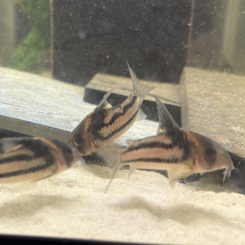 6X WC Hoplisoma sp. (CW127) "Super Parallelus Cory"