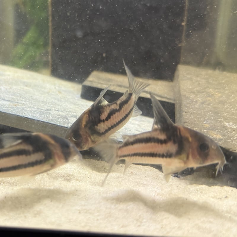 6X WC Hoplisoma sp. (CW127) "Super Parallelus Cory"