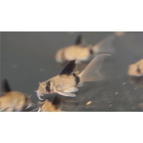 Longfin Panda Corydoras
