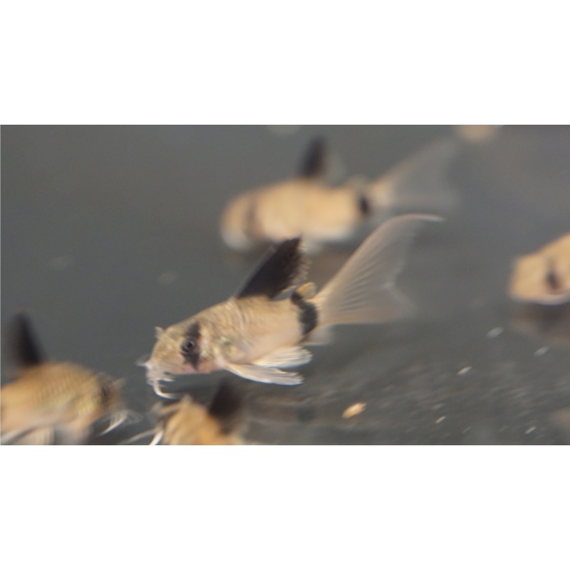Longfin Panda Corydoras