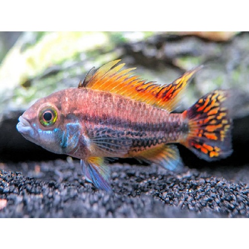 PAIR of Apistogramma cacatuoides Double Red