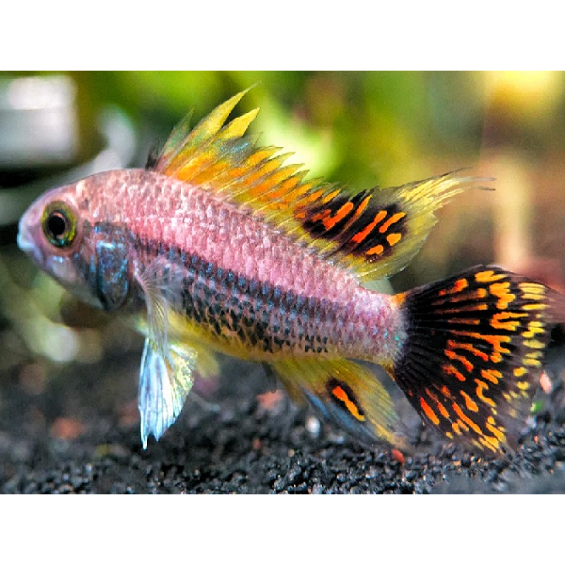 PAIR of Apistogramma cacatuoides Double Red shipping included