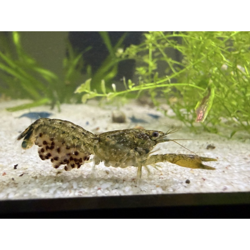 5+1 Cajun Dwarf Crayfish Cambarellus shufeldtii DwarfCray.com